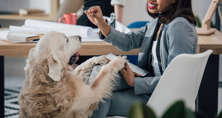Executiva sorridente alimenta pets no trabalho.
