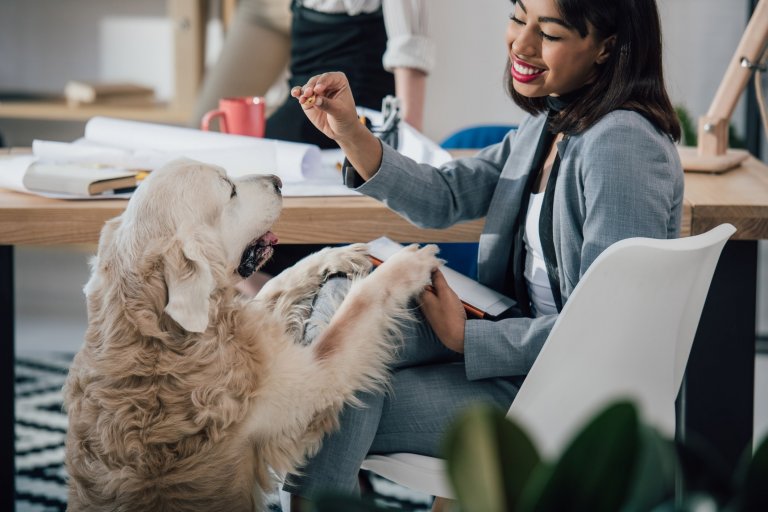 Executiva sorridente alimenta pets no trabalho.